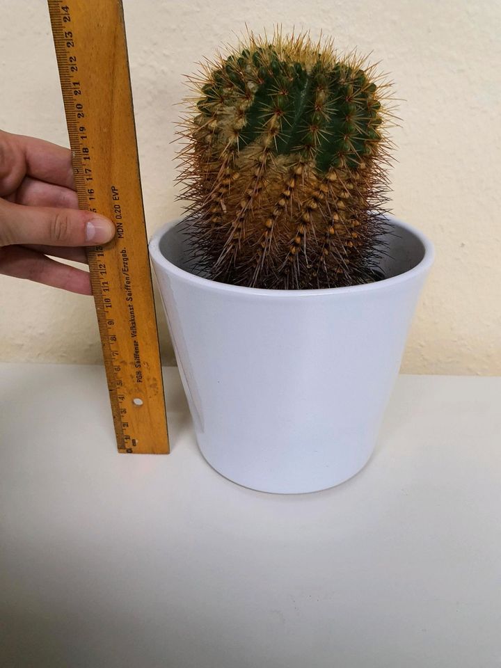Kaktus Zimmerpflanze im Übertopf in Leipzig