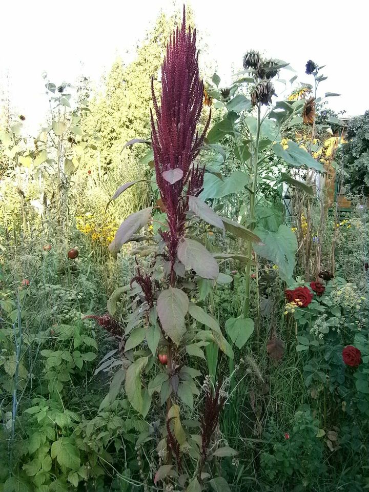 AMARANTH "All Red" (Amaranthus caudatus) VIOLETT - SAMEN in Lutherstadt Wittenberg