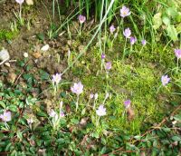 100 Krokus Samen, samenfest, Fliederfarben, Bio Nordrhein-Westfalen - Viersen Vorschau