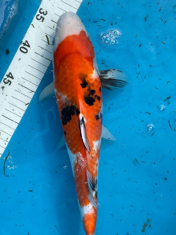 Sanke Showa Original Japan Koi 39 cm Marusei Koikarpfen in Neuenkirchen