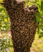 BIENENSCHWARM - gesucht - Sachsen - Breitenbrunn Vorschau