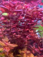 Aquariumpflanze Rotala macrandra ‘variegated‘ Thüringen - Ilmtal Vorschau