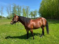 Liebenswerte, menschenbezogene Quarter Horse Stute Leipzig - Schleußig Vorschau