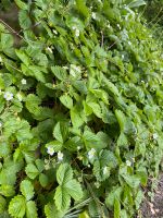 Bodendecker Erdbeeren pflanzen Walderdbeeren essbar Niedersachsen - Achim Vorschau