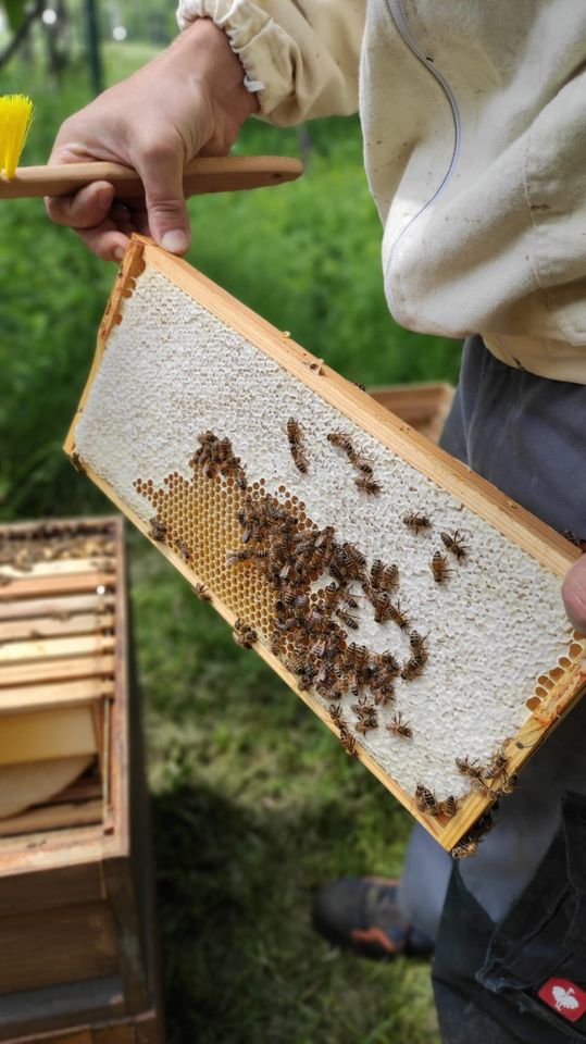 *TOP* 3 Gläser Honig direkt vom Imker im Sparangebot in Großpösna