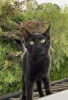 Schwarzer Kater vermisst / Lenny gesucht!!! schwarze Katze Niedersachsen - Georgsmarienhütte Vorschau