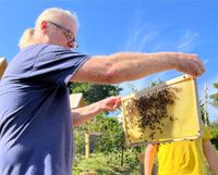 Bienen Ableger Carnica Dadant US, Bienenvolk, Bienenableger Thüringen - Gera Vorschau