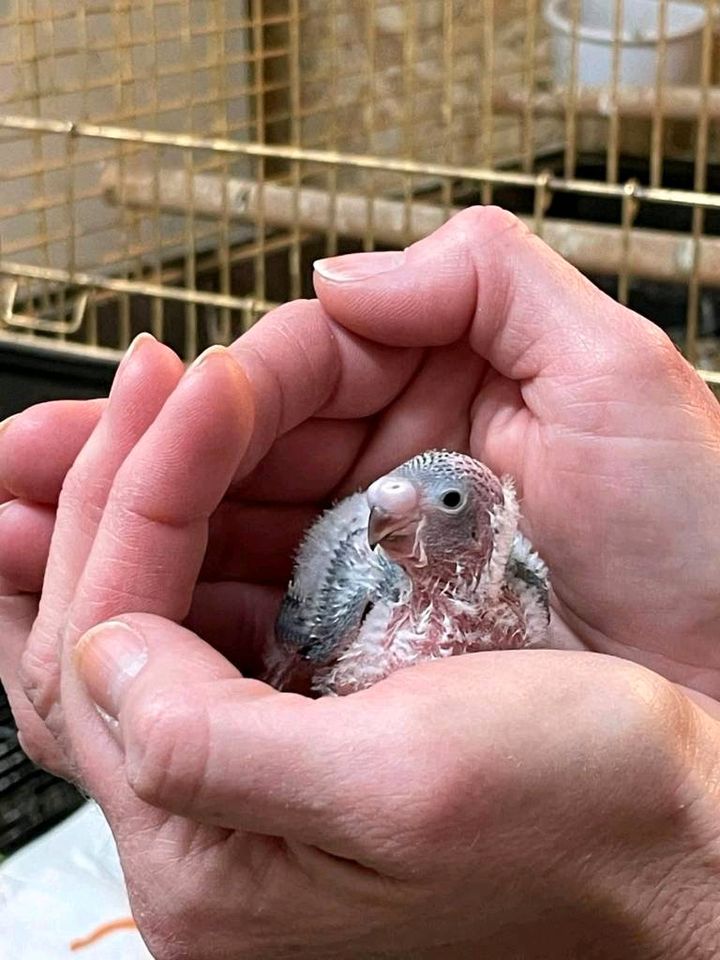 Handzahme nestjunge Wellensittiche von Vogelzuchtamgruenensee in Ratingen