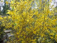 Forsythia, Strauch, ca. 1,30 m hoch Berlin - Mahlsdorf Vorschau