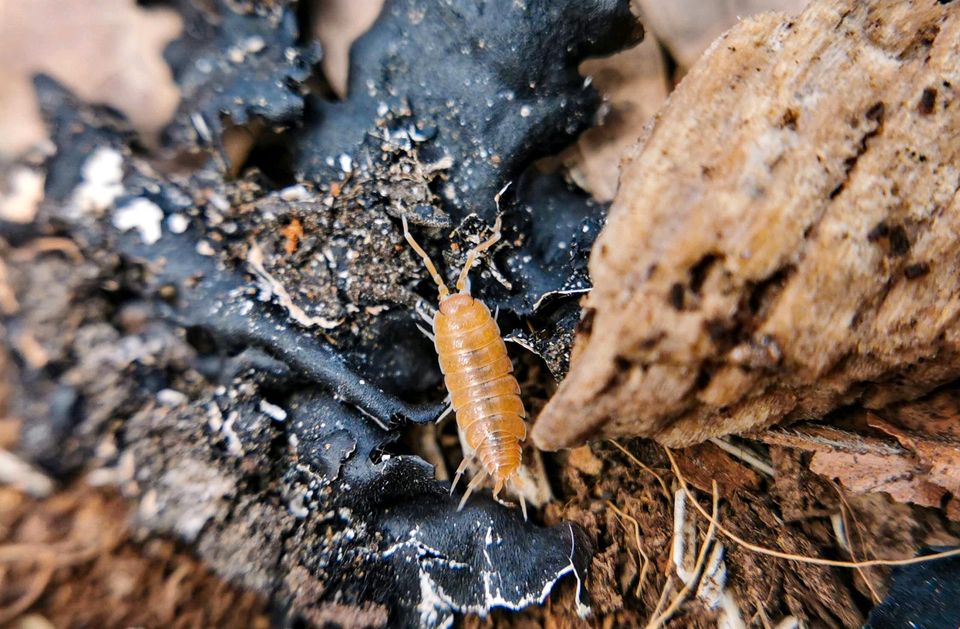 Porcellionides pruinosus Orange Kuba Bodenpolizei Asseln in Schotten