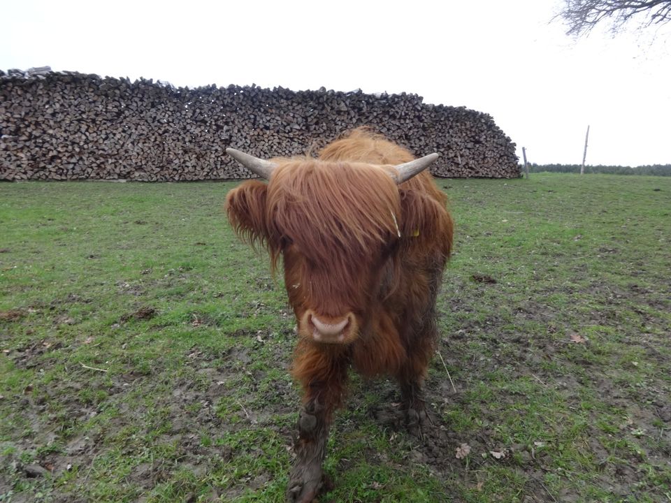 Highland Cattle schottisches Hochlandrind weibl. Absetzer in Altomünster