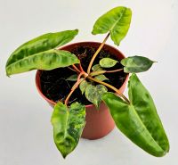 Philodendron Billietiae Variegata Hessen - Obertshausen Vorschau