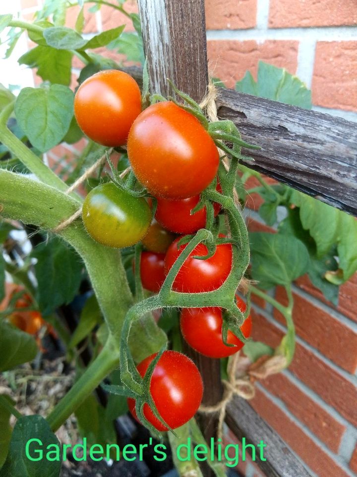Tomatenpflanzen , Paprika, Chili (samenfeste alte Sorten) in Harpstedt