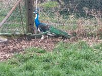 Pfau Hähne Nordrhein-Westfalen - Emsdetten Vorschau