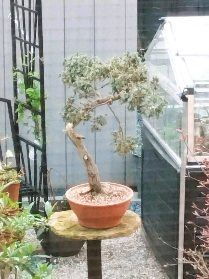 Bonsai Yamadori Gemeiner Wacholder Juniperus Communis in Marl