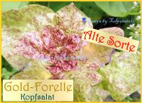 ♥ BIO Salat Goldforelle sehr Alte Sorte,Samen,Garten Tulpenstolz Eimsbüttel - Hamburg Schnelsen Vorschau