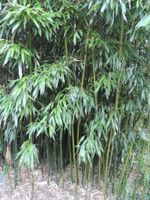 Bambus, große kräftige Pflanze, 6 Meter hoch, bereits ausgegraben Wandsbek - Hamburg Bergstedt Vorschau