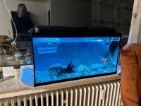 Aquariumfisch Nordrhein-Westfalen - Leopoldshöhe Vorschau