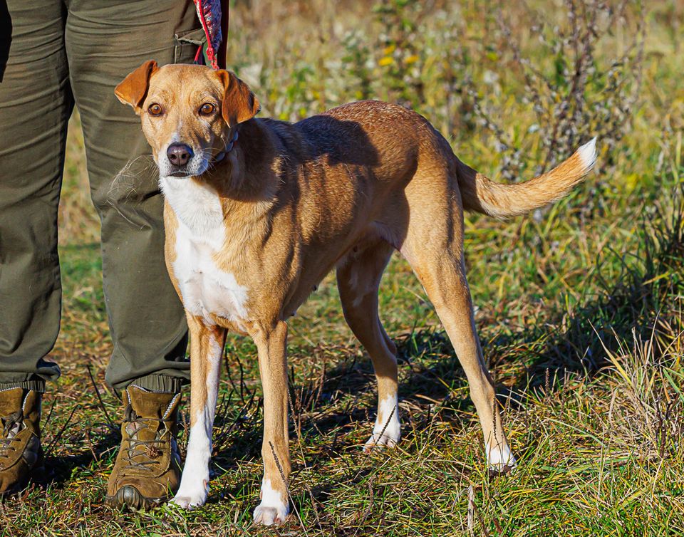 Tierschutz - Die wunderschöne Hündin Laima sucht ihr Zuhause in München