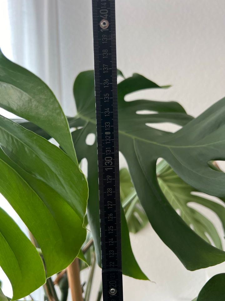 Gesunde Monstera XXL 140cm Pflanze in Kaarst