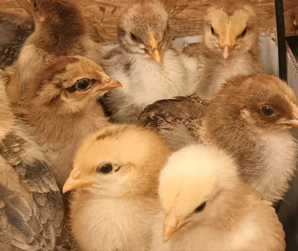 Bio Küken Schwedisches Blumenhuhn  / franz. Marans / Creme-Legbar in Weilmünster