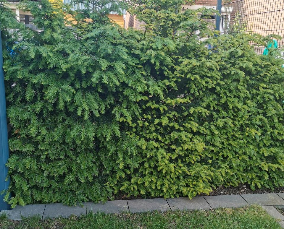 Hecke ca 1,20 cm hoch/ 6m lang in Delbrück