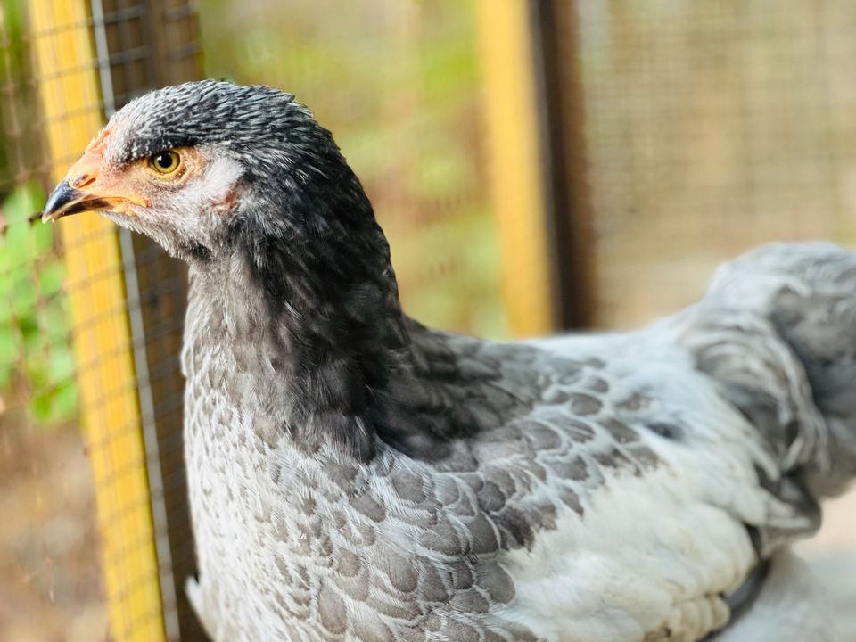 Brahma Hennen Hühner Junghennen Legehennen Huhn in Wandlitz