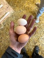 Frische Eier zu verkaufen Nordrhein-Westfalen - Rietberg Vorschau