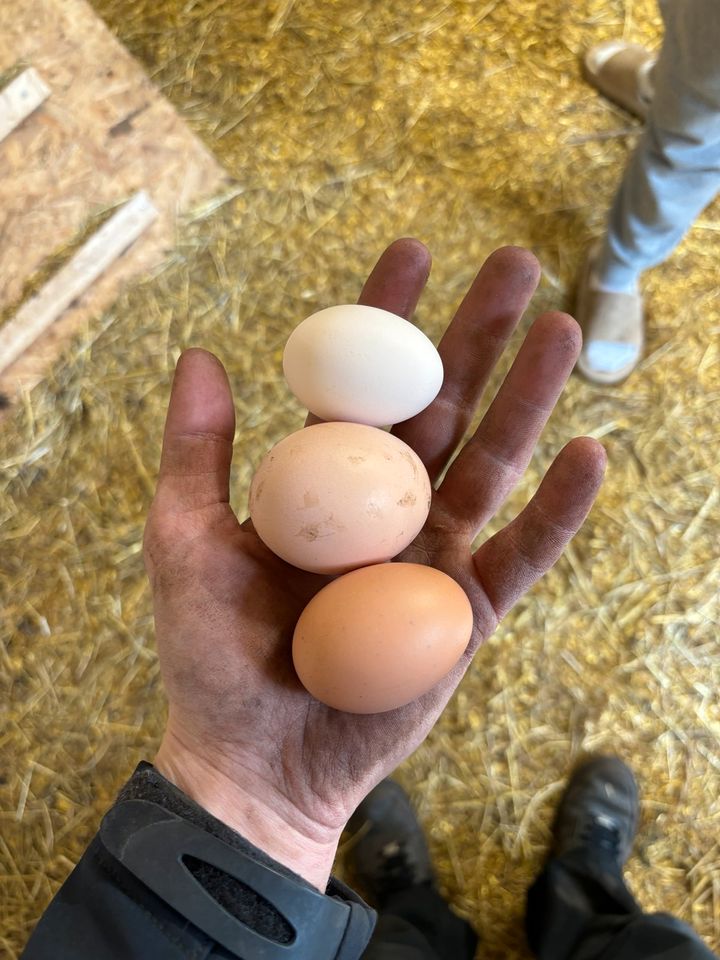 Frische Eier zu verkaufen in Rietberg
