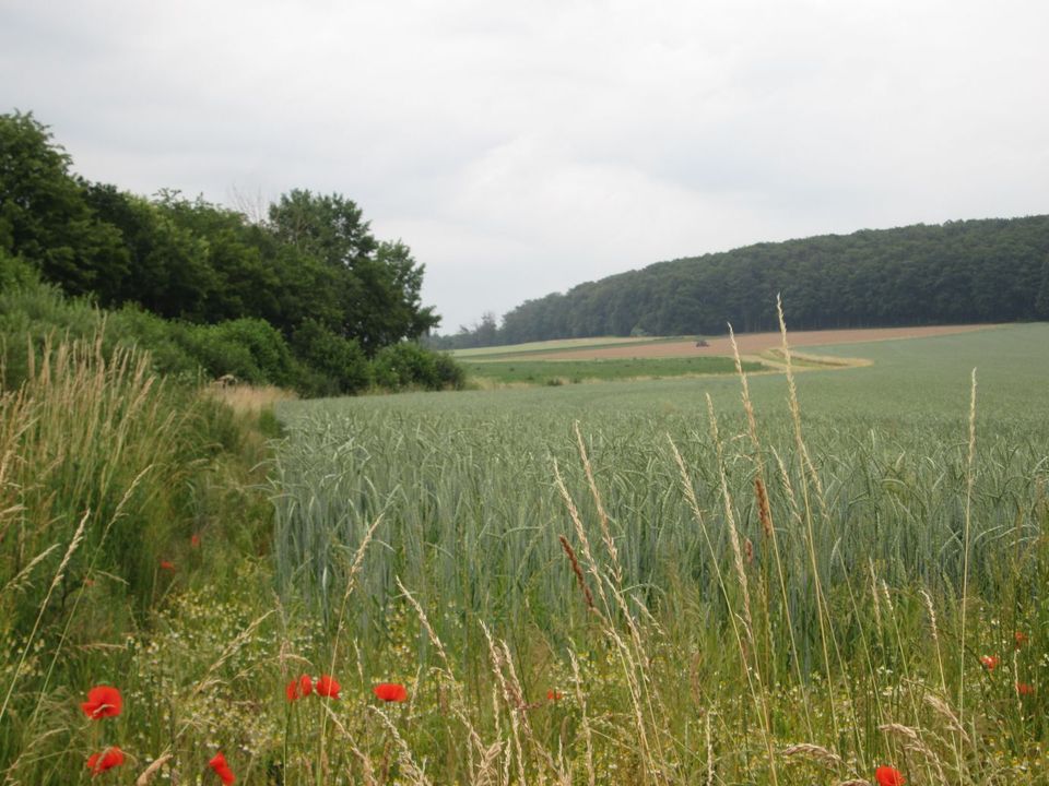 Auktion - kleine Ackerfläche in 31171 Nordstemmen / Adensen in Nordstemmen