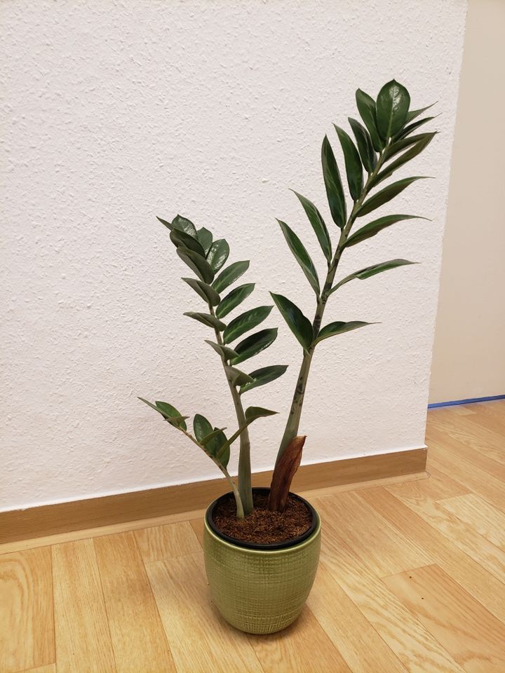 Pflanzen Gummibaum, Wüstenrose, Klivie, Drachenbaum, Glücksfeder in Berlin