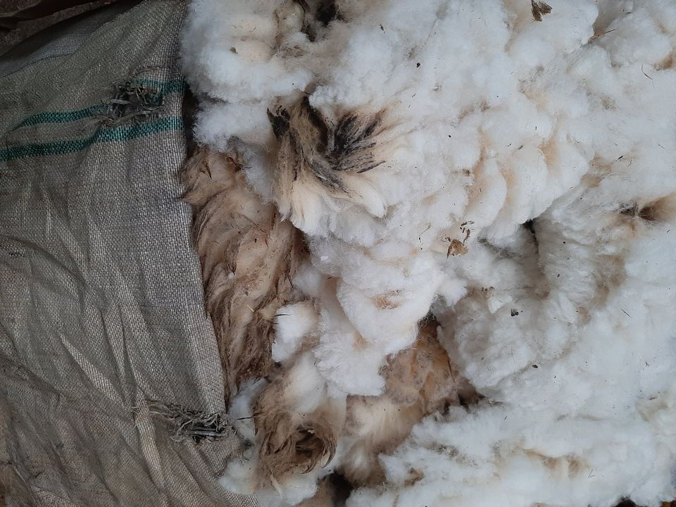 Schafwolle Rohwolle Wolle Schafe in Wittislingen