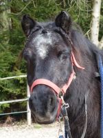 Reitbeteiligung auf Shetlandpony Bayern - Königsdorf Vorschau