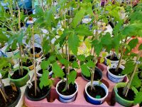 Tomatenpflanzen verschiedene Sorten BIO Bayern - Landsberg (Lech) Vorschau