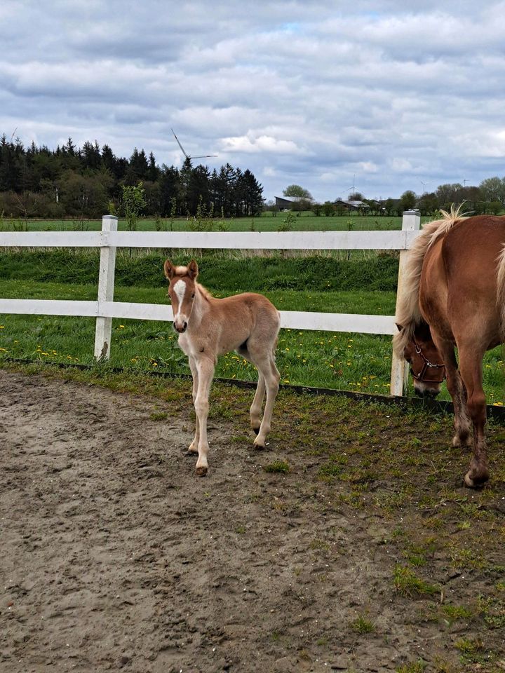 Haflinger Hengst Fohlen liz. Starkwind x liz. Amerigo in Ladelund