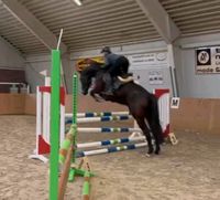 5 jähr. Wallach Springpferd Dressurpferd Freizeitpferd Niedersachsen - Dörpen Vorschau