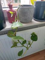 Golden Pothos (Epipremnum aureum) Hessen - Offenbach Vorschau