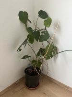 Monstera mit Topf München - Sendling-Westpark Vorschau