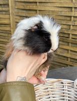 Meerschweinchen Böcke Sachsen-Anhalt - Zerbst (Anhalt) Vorschau