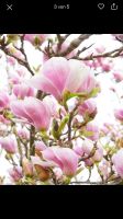 Magnolien Baum Samen 7 stk Rheinland-Pfalz - Mainz Vorschau