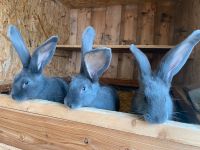 Deutsche Riesen Kaninchen blau tätowiert Jungtiere Bayern - Würzburg Vorschau