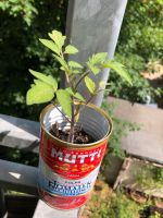 Tomatenpflanzen Berlin - Pankow Vorschau