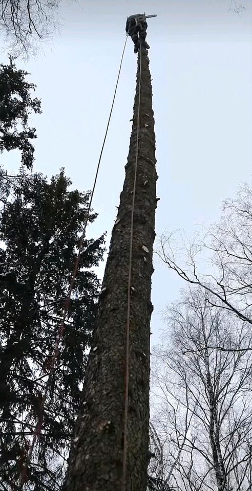 Gartenpflege und Baumfällung Pauschalpreis ab 99,- in Elmenhorst/Lichtenhagen