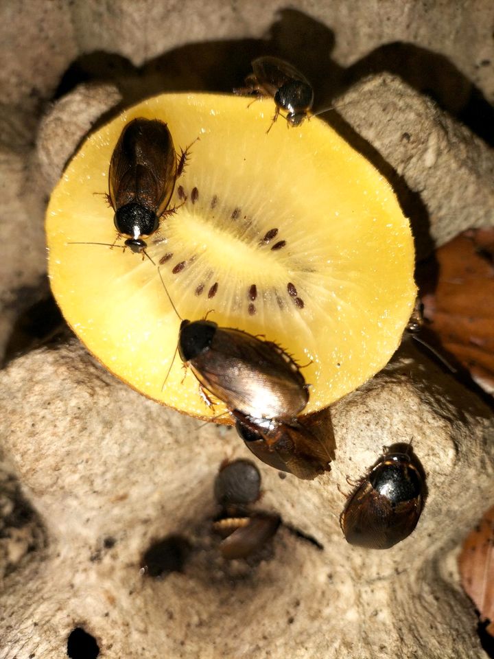 Pycnoscelus surinamensis in Ludwigsburg