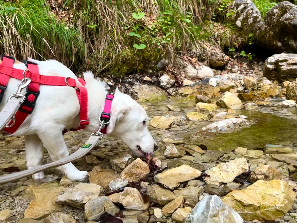 Bezaubernde kleine Elly - Familienhund in Schliersee