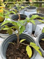 Tomatenpflanzen bis Freitag Frankfurt am Main - Preungesheim Vorschau