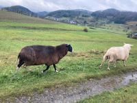 Gekörter und ungekörter milchschaf Bock aus Herdbuch Zucht Hessen - Breidenbach (bei Biedenkopf) Vorschau