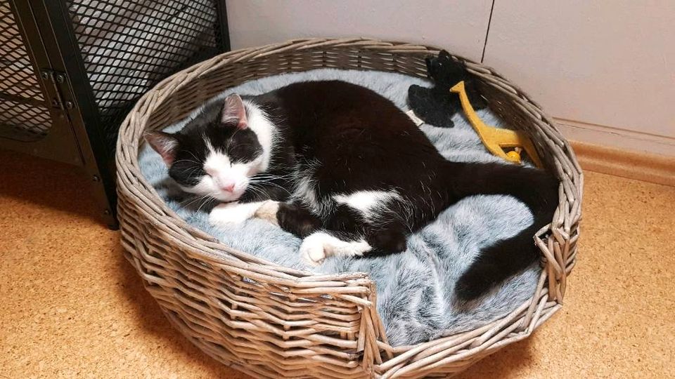 Katze Fanny seit Sonntag Abend den 18.06.2023 vermisst in Trostberg