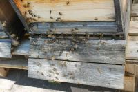 Bienenvolk auf Zander # Königin 2023 # Bienen #incl.10 Rähmchen# Bayern - Buch am Buchrain Vorschau