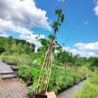 Hopfen Humulus lupulus Naturgarten Kletterpflanze Staude Rheinland-Pfalz - Friesenhagen Vorschau